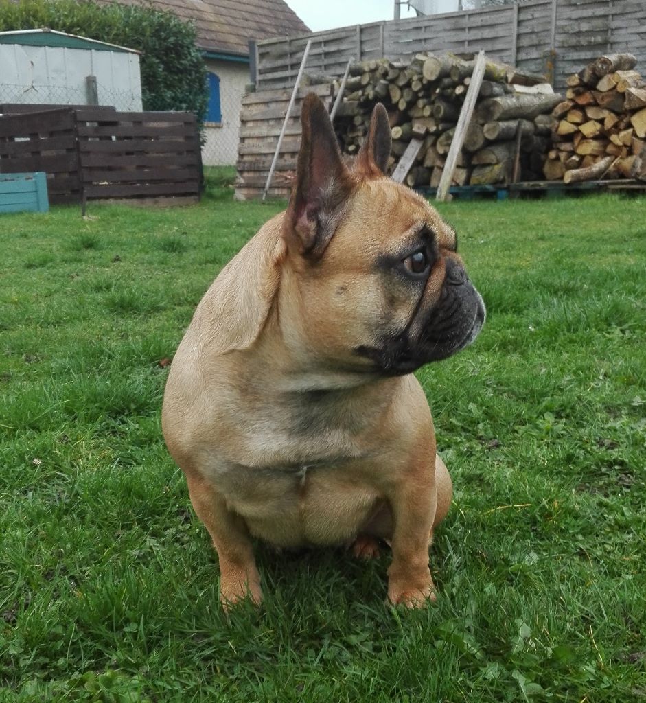 Indy D'un Amour De Pirate